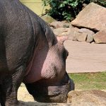 Hippo-Sitatunga-1