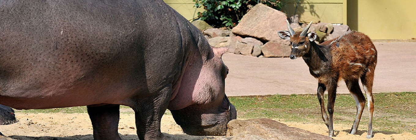 Hippo-Sitatunga-1