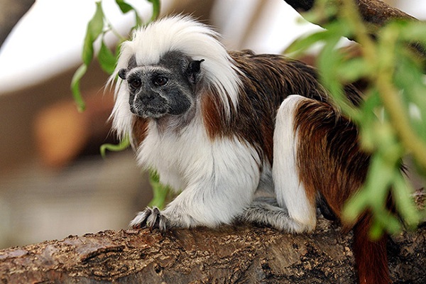Zoos and Theme Parks in Cologne